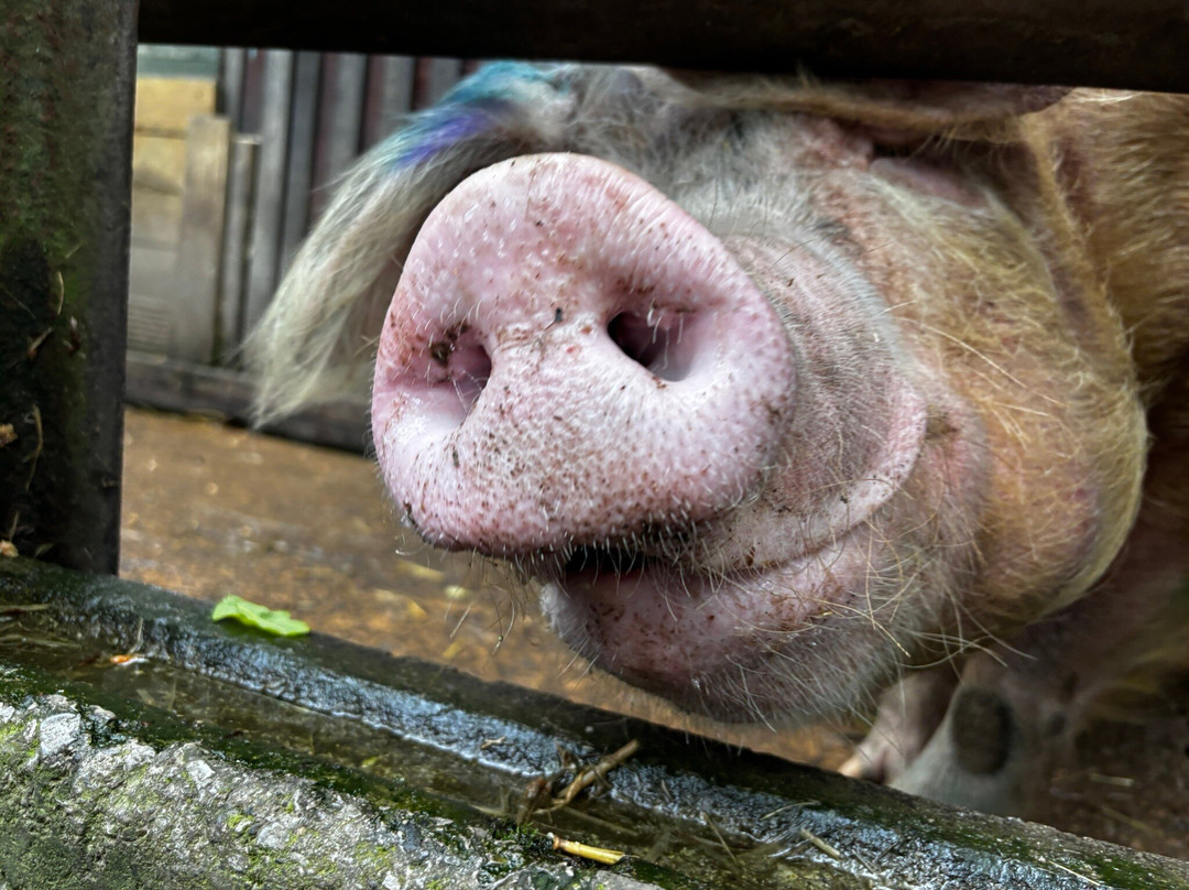 Pigs In The Wood-Huddersfield必去景点