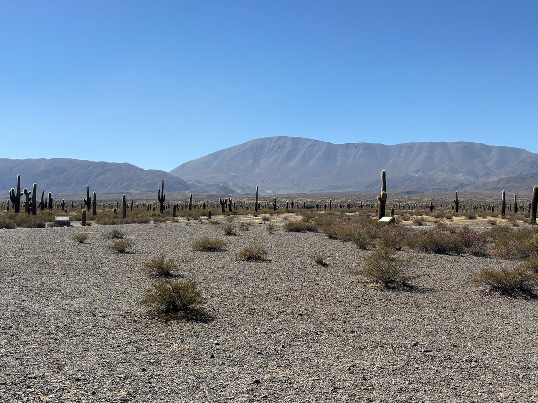 Parque Nacional Los Cardones-卡奇必去景点