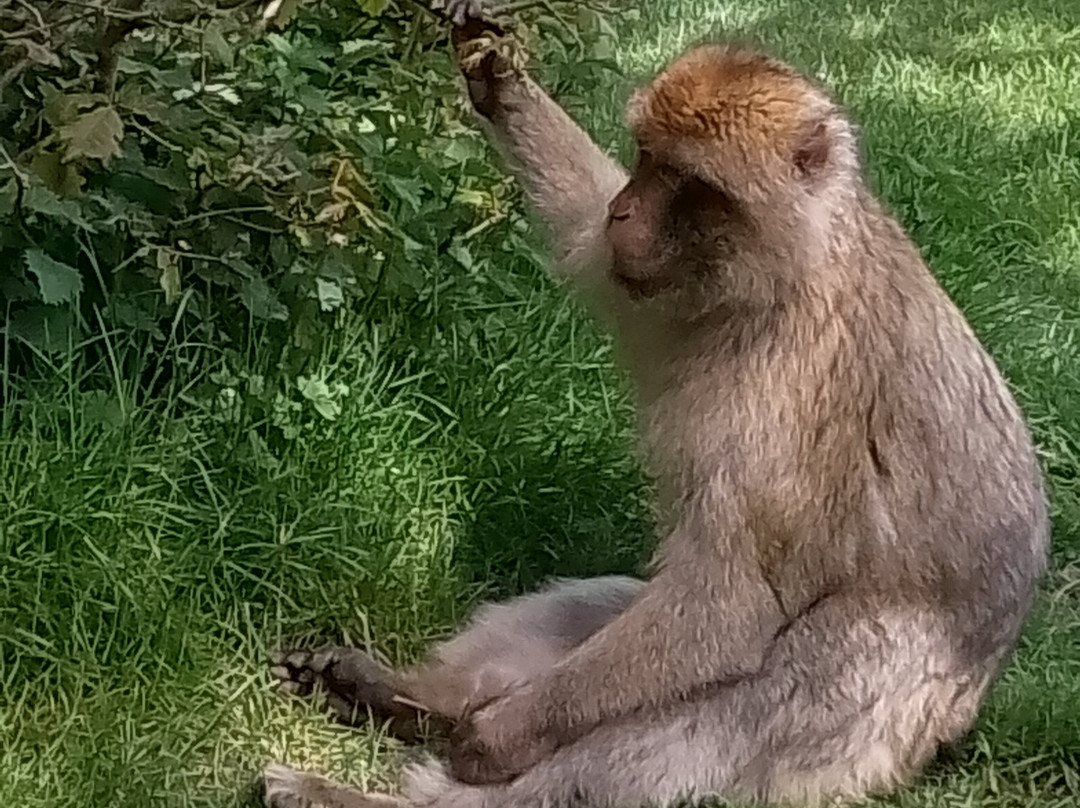 Trentham Monkey Forest-特伦特河畔斯托克必去景点