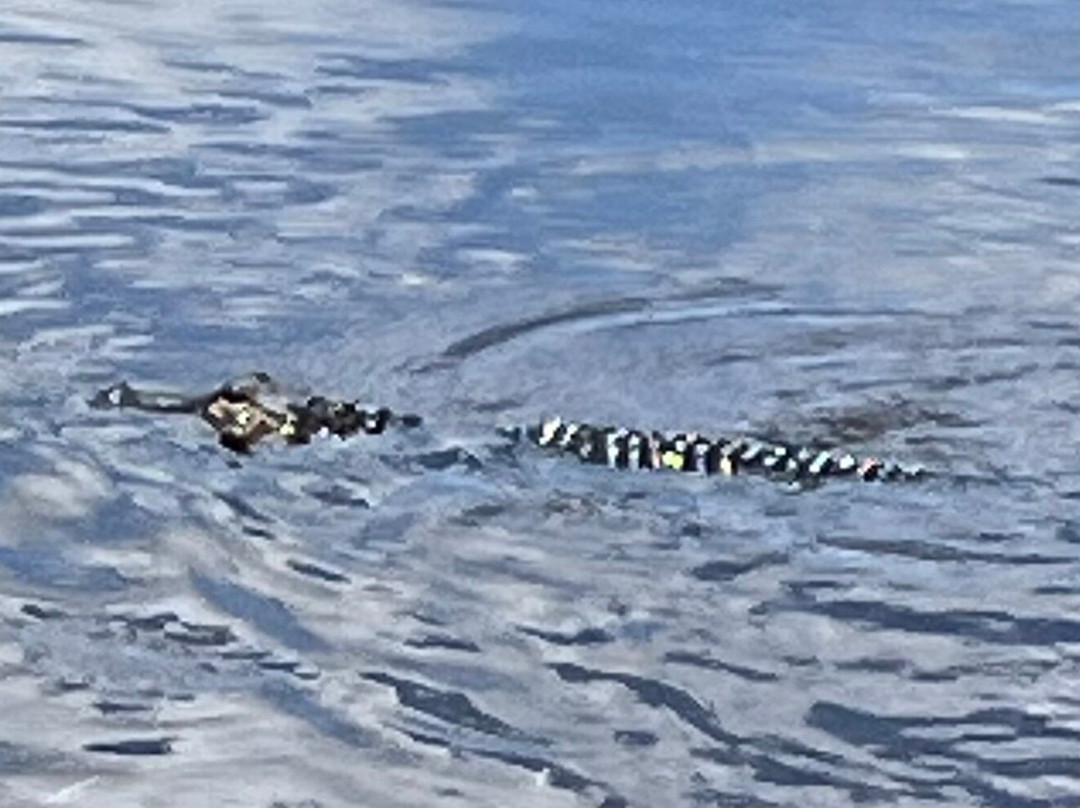 Alligator Kingdom Airboat Tours-Satsuma必去景点