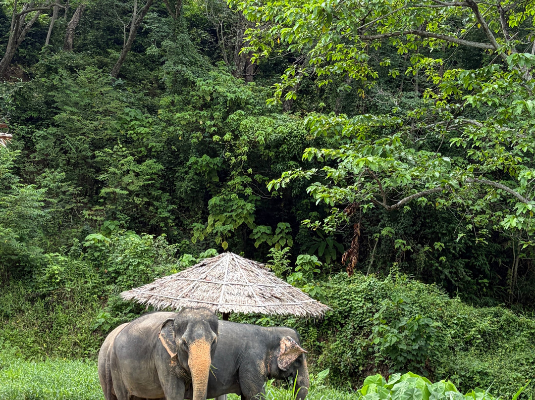 Hidden Forest Elephant Reserve-查龙必去景点