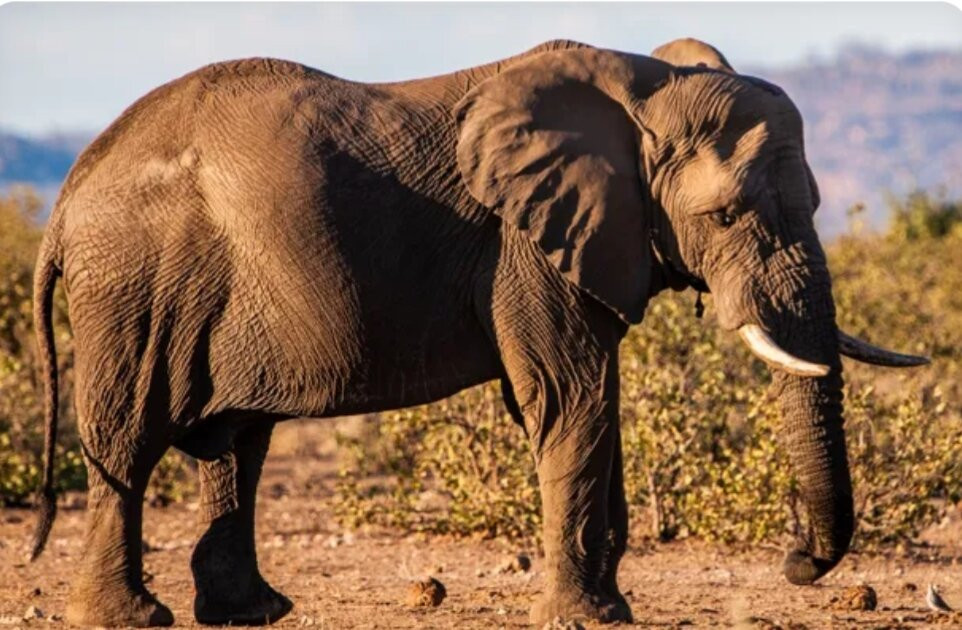 South Luangwa National Park-Mpika必去景点