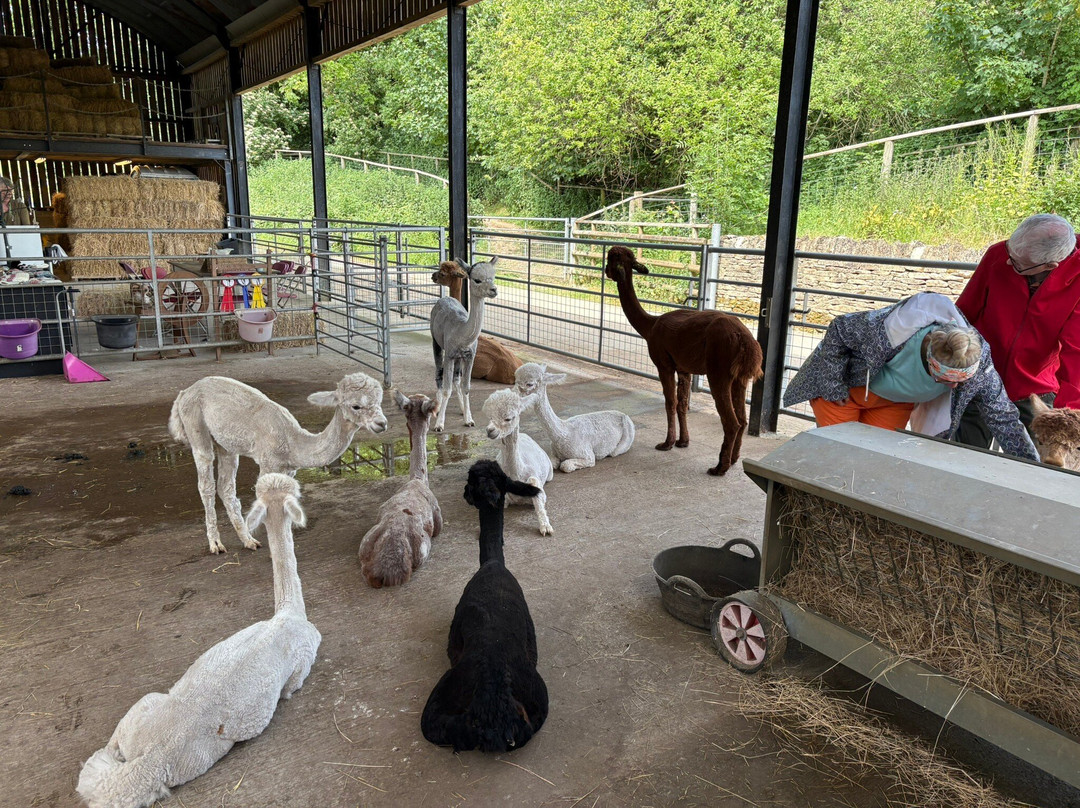 Cotswold Alpacas-切尔滕纳姆必去景点