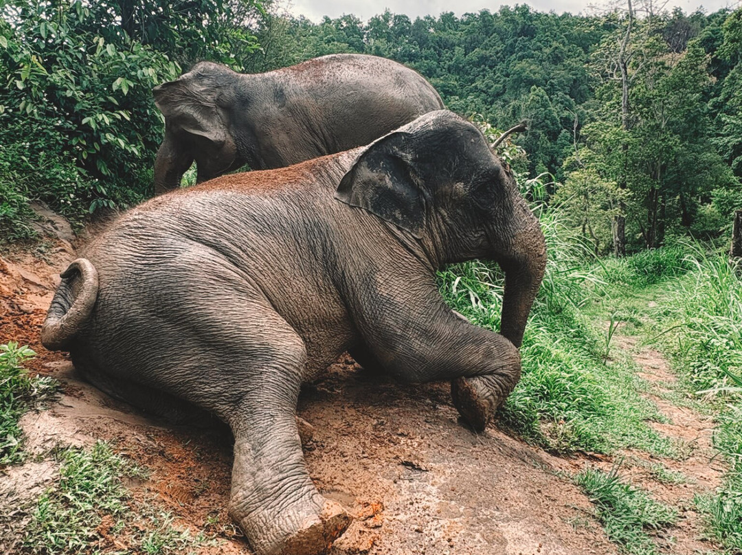 Chiangmai Elephant Sanctuary-清迈必去景点