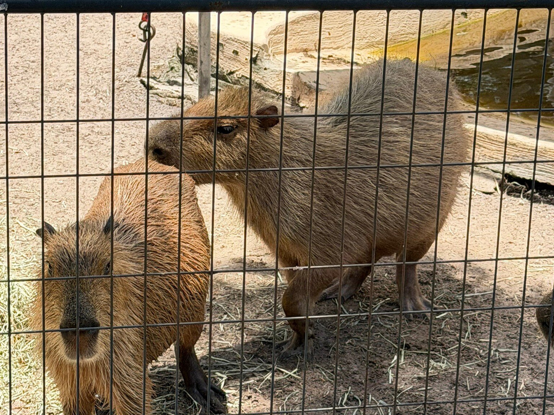 Animal EDventure Park & Safari-博因顿海滩必去景点
