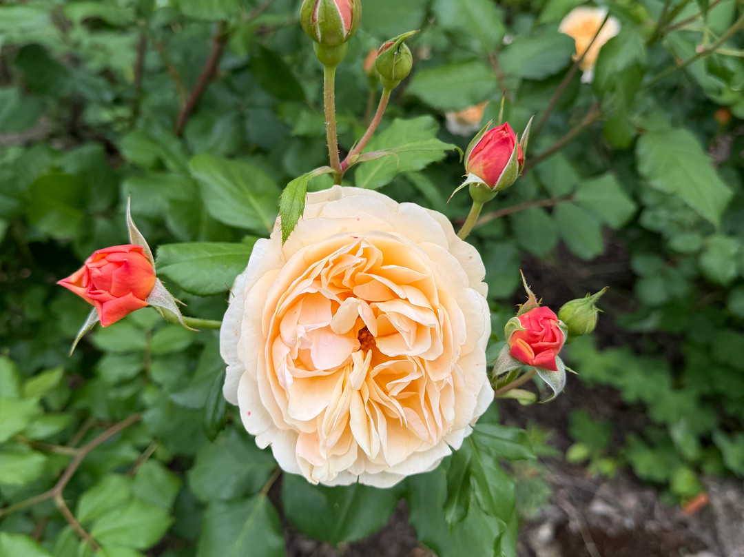 Holt - The Courts Garden near Trowbridge-Holt必去景点