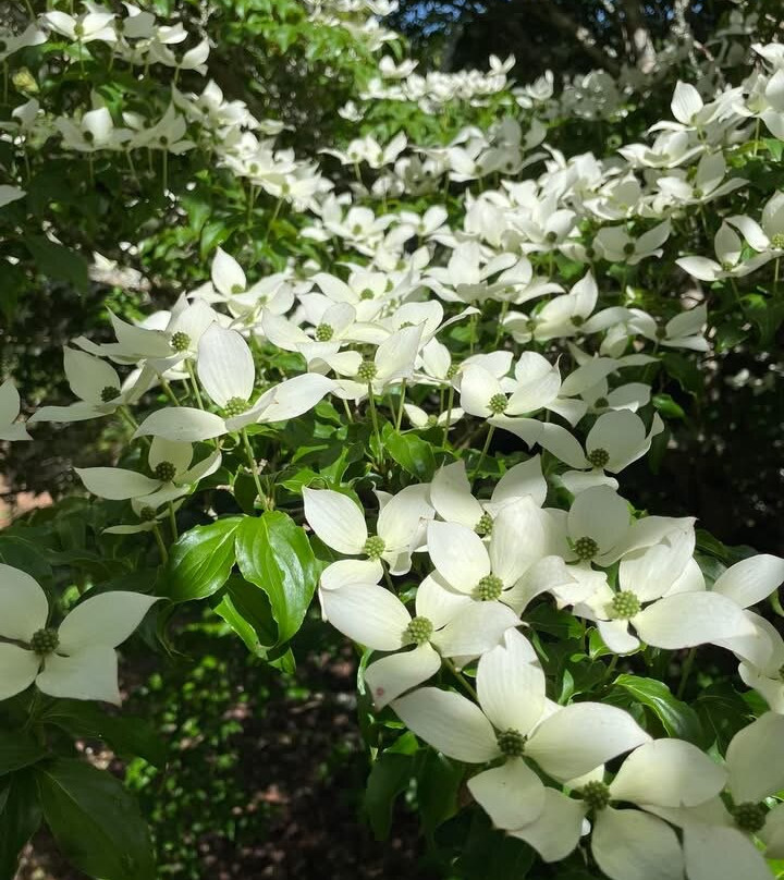 Parc Botanique de Cornouaille-孔布里必去景点