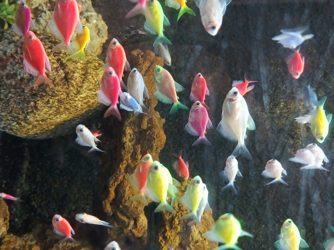 Aquarium Island Cafe Bhimtal-Bhimtal必去景点