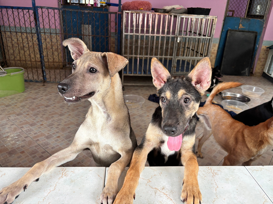 Dog and Cat Rescue Samui Foundation-塔林必去景点