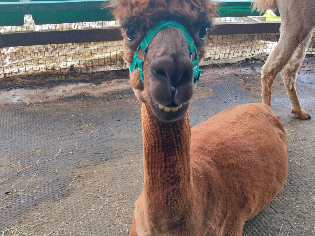 White Peak Alpaca Farm-Mobberley必去景点