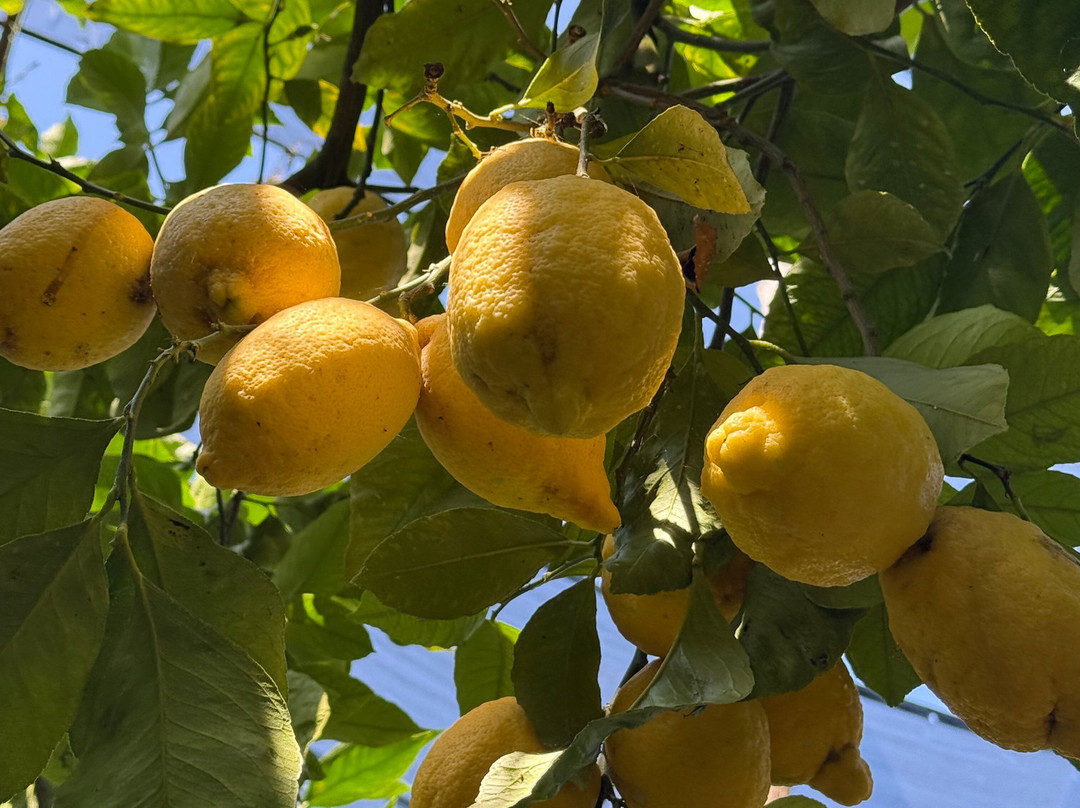 Azienda Agrituristica Il Turuziello-马萨卢布伦塞必去景点