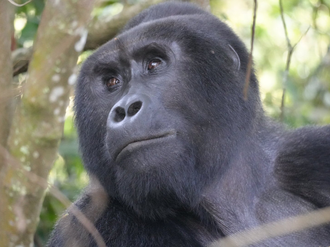 Kisoro Tours Uganda-坎帕拉必去景点