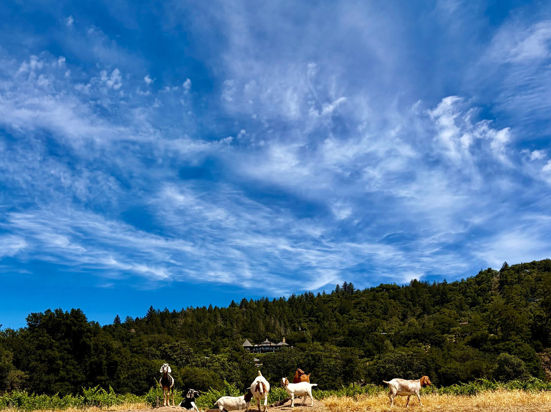 Rutherford Ranch Winery-圣海伦娜必去景点