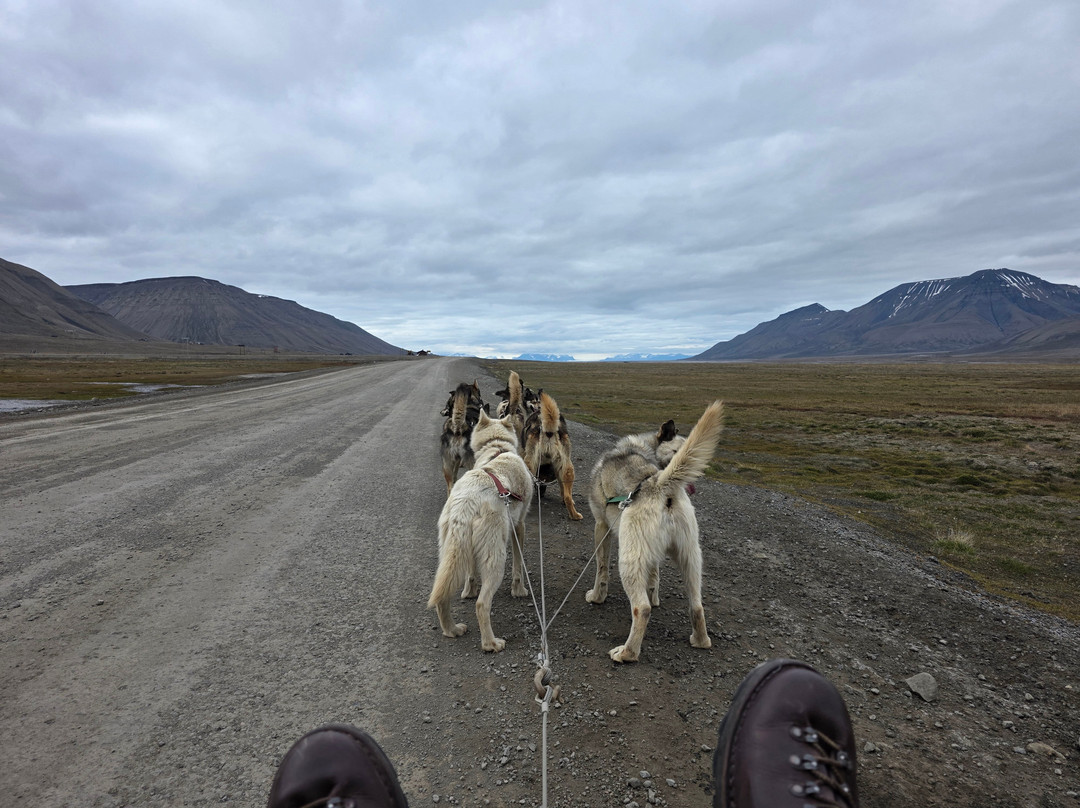 Green Dog Svalbard-朗伊尔城必去景点