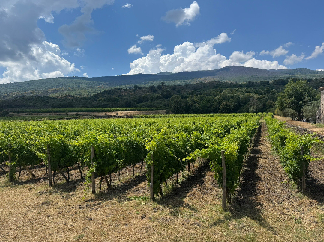 Planeta Winery-Sambuca di Sicilia必去景点