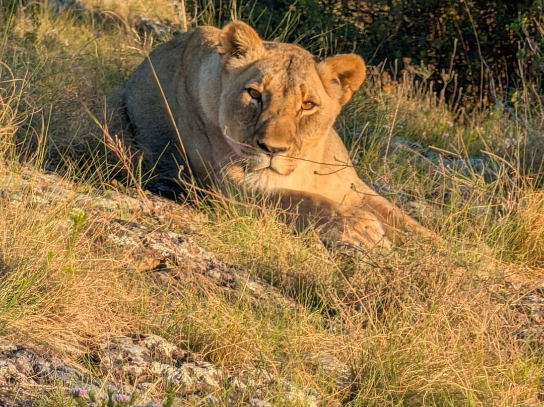 Lalibela Wildlife Reserve Mark's Camp Family Lodge主图