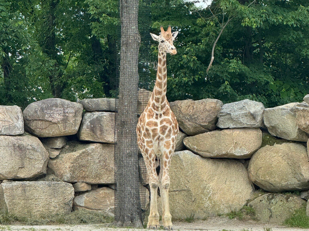 Southwick's Zoo-Mendon必去景点