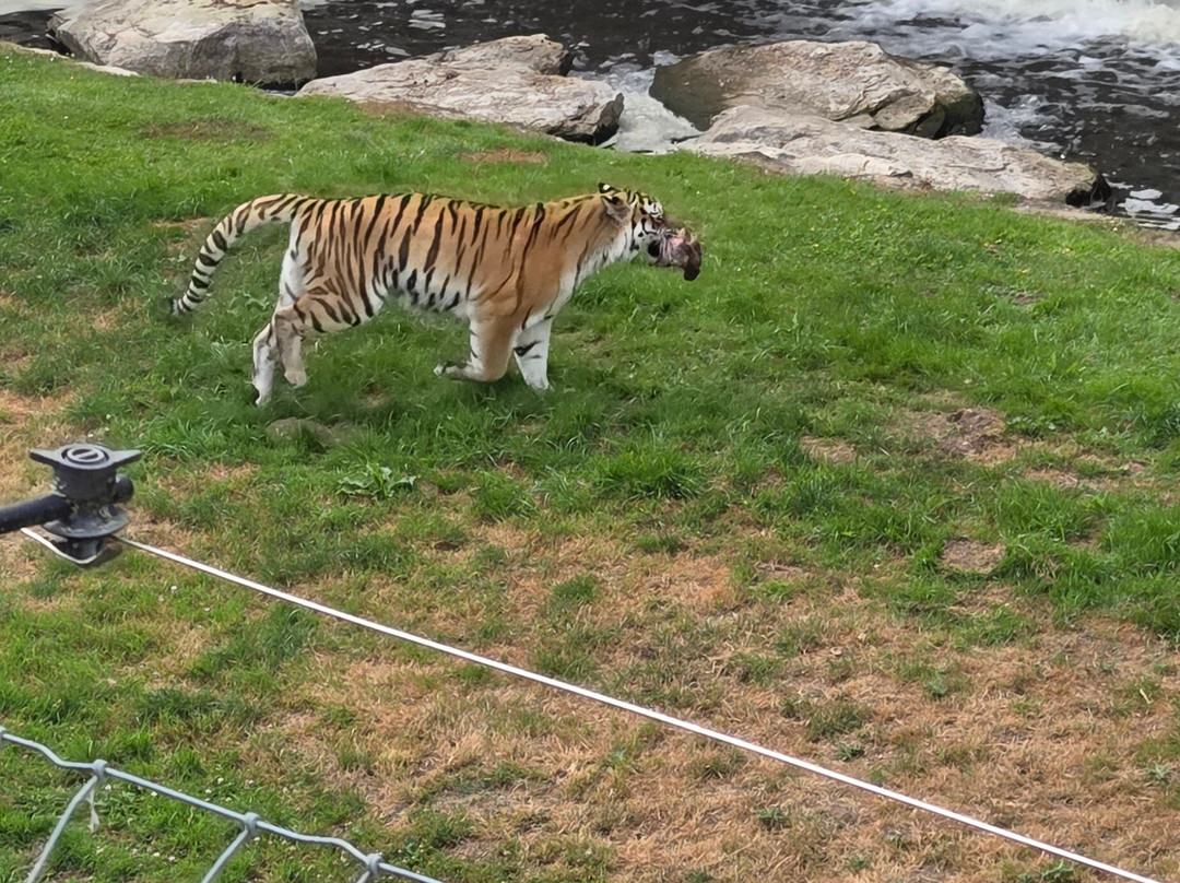 Yorkshire Wildlife Park-Auckley必去景点