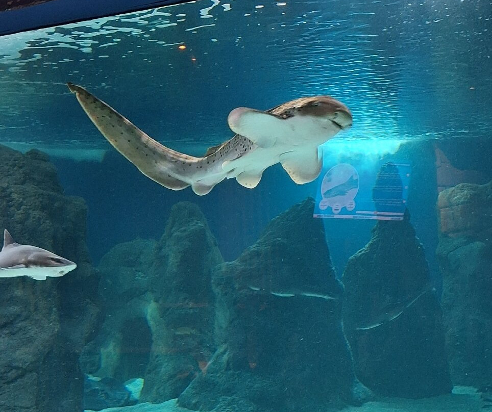 Lanzarote Aquarium-科斯塔特吉塞必去景点