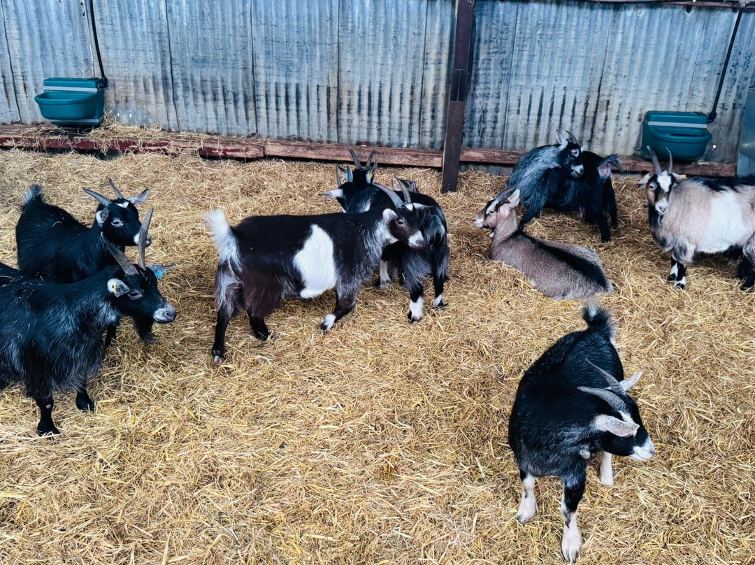 Foel Farm Park-Brynsiencyn必去景点