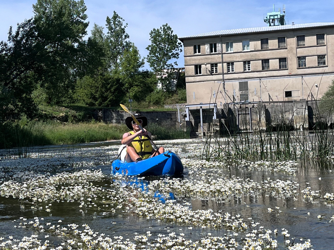 Grenouille Canoë