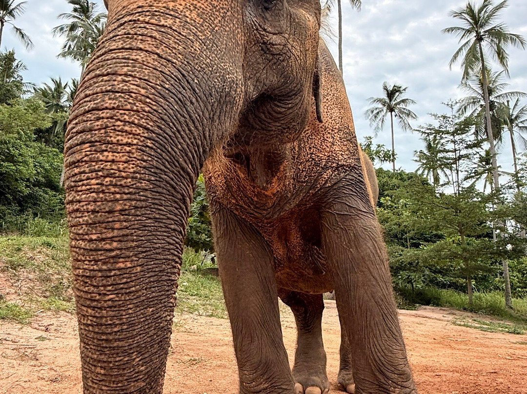 Samui Elephant Sanctuary-波普特必去景点
