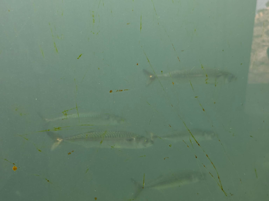 St Abbs Aquarium-Eyemouth必去景点