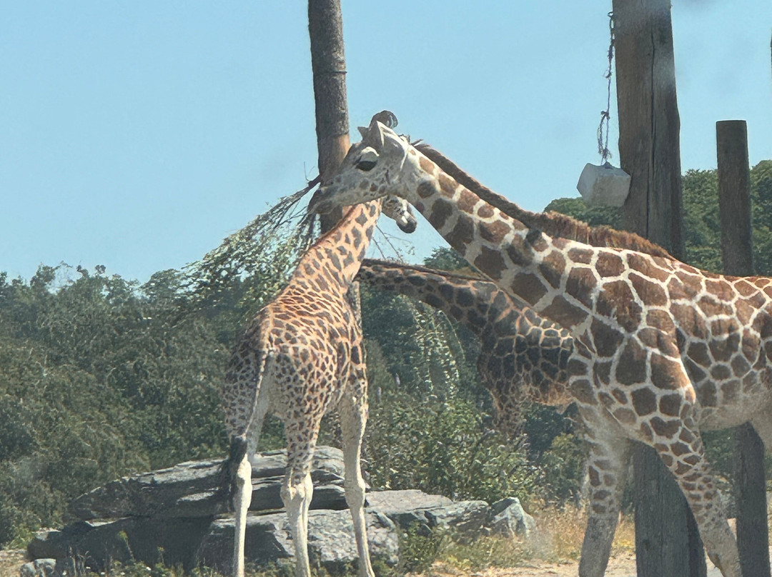 Safari Lodges At West Midlands Safari Park主图
