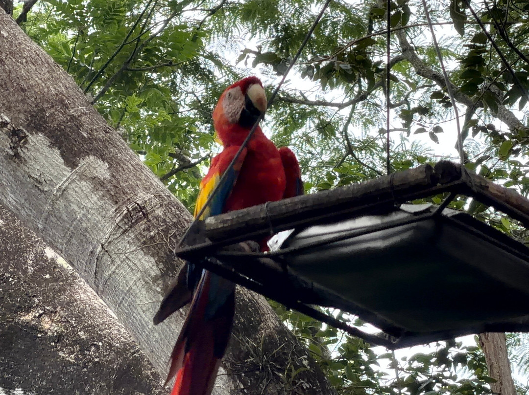 Macaw Recovery Network-Punta Islita必去景点