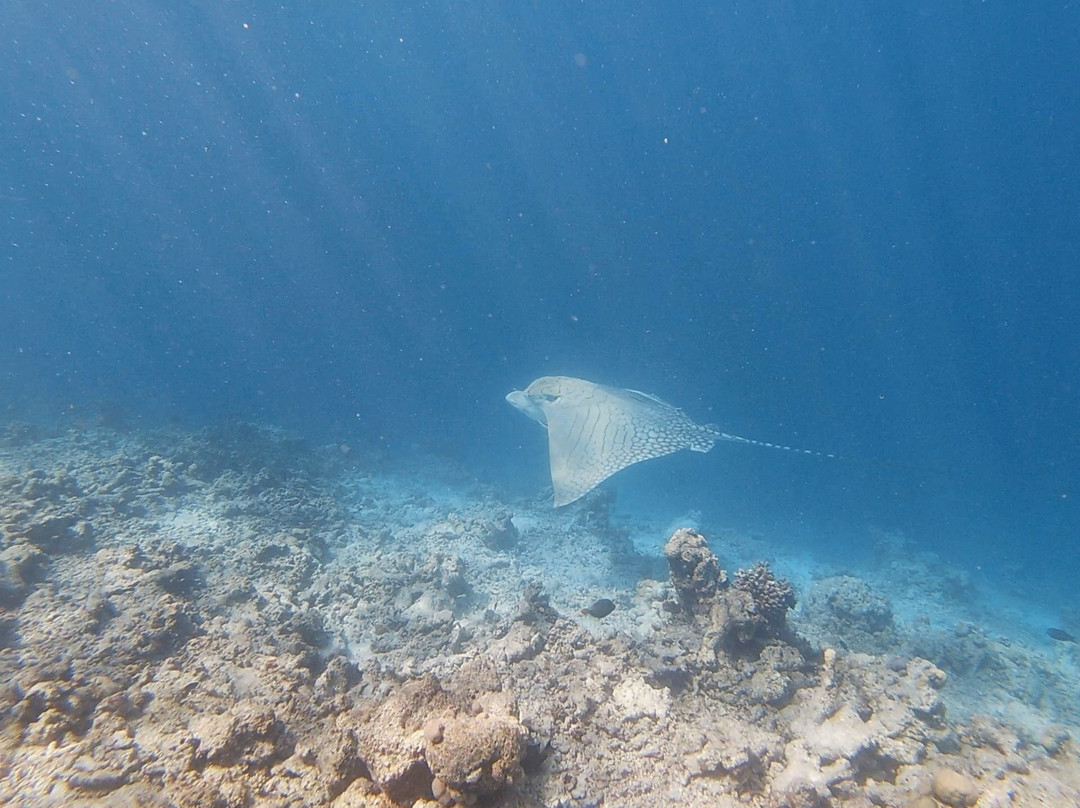 Euro-Divers Eri Maldives-马累北环礁必去景点