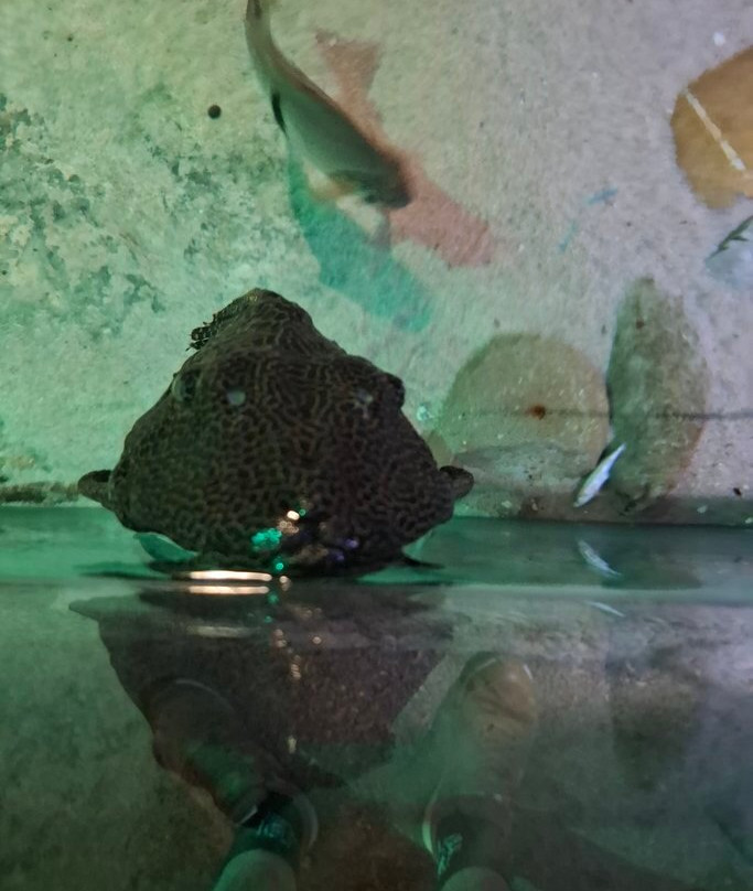 Sea Life Blankenberge-布朗肯堡必去景点