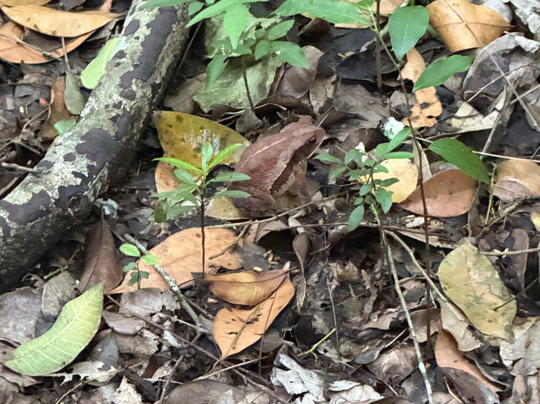 The Explorean Selva Maya Kohunlich主图