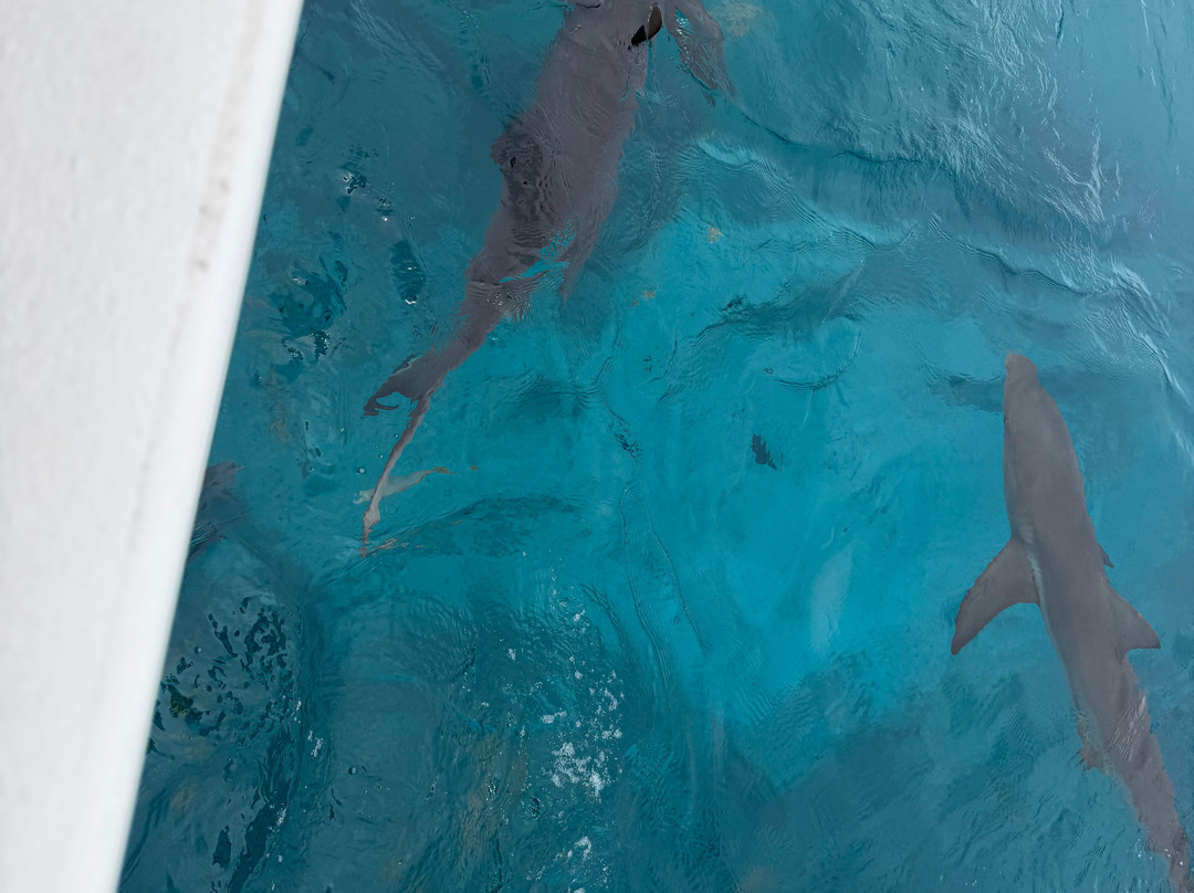 Neal Watson's Bimini Scuba Center-Alice Town必去景点