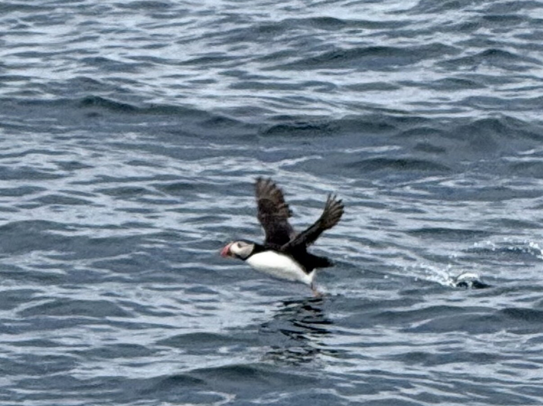 Puffin Safari-Bleik必去景点