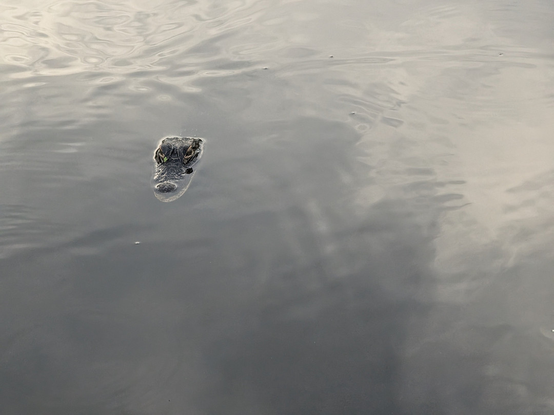 Airboat and Gator Charters-De Leon Springs必去景点