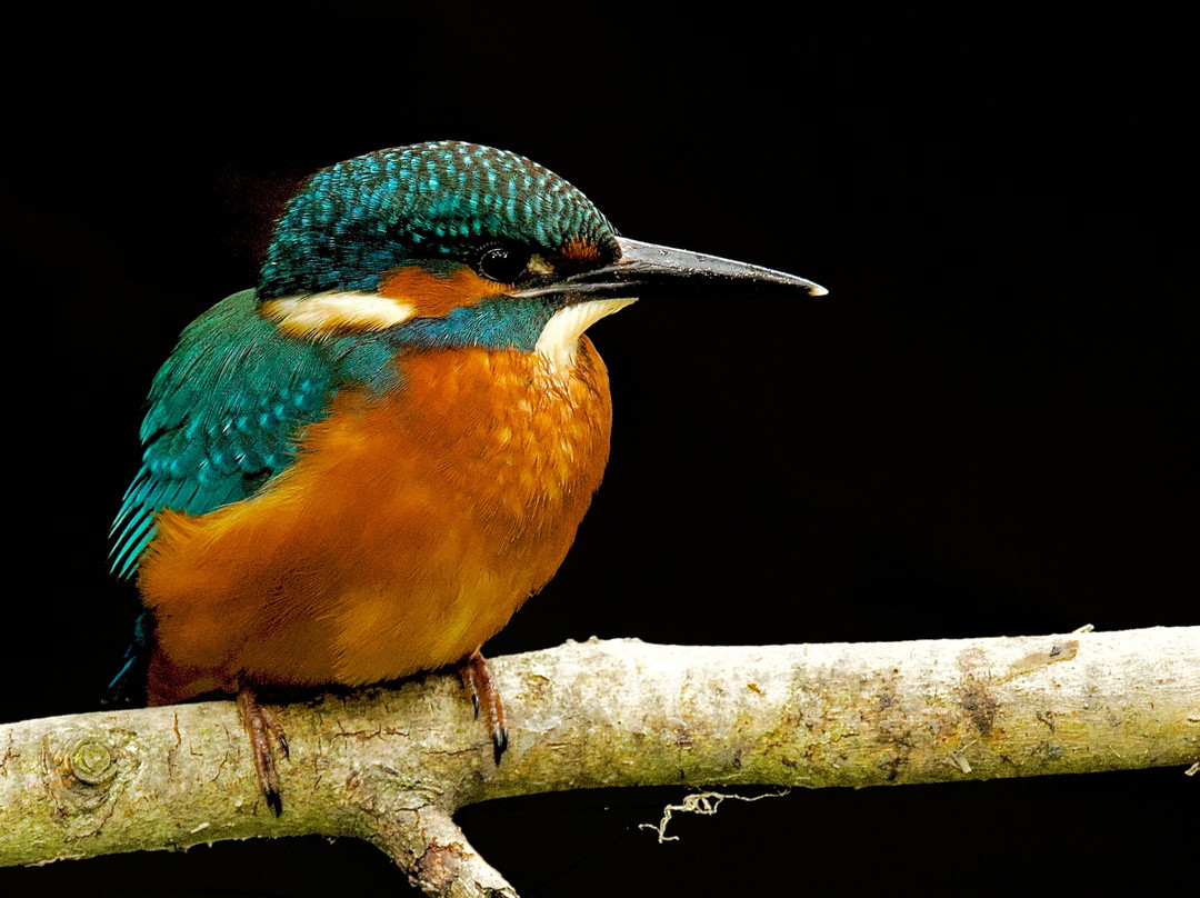 GG Wildlife Experiences Ltd-Goring-on Thames必去景点