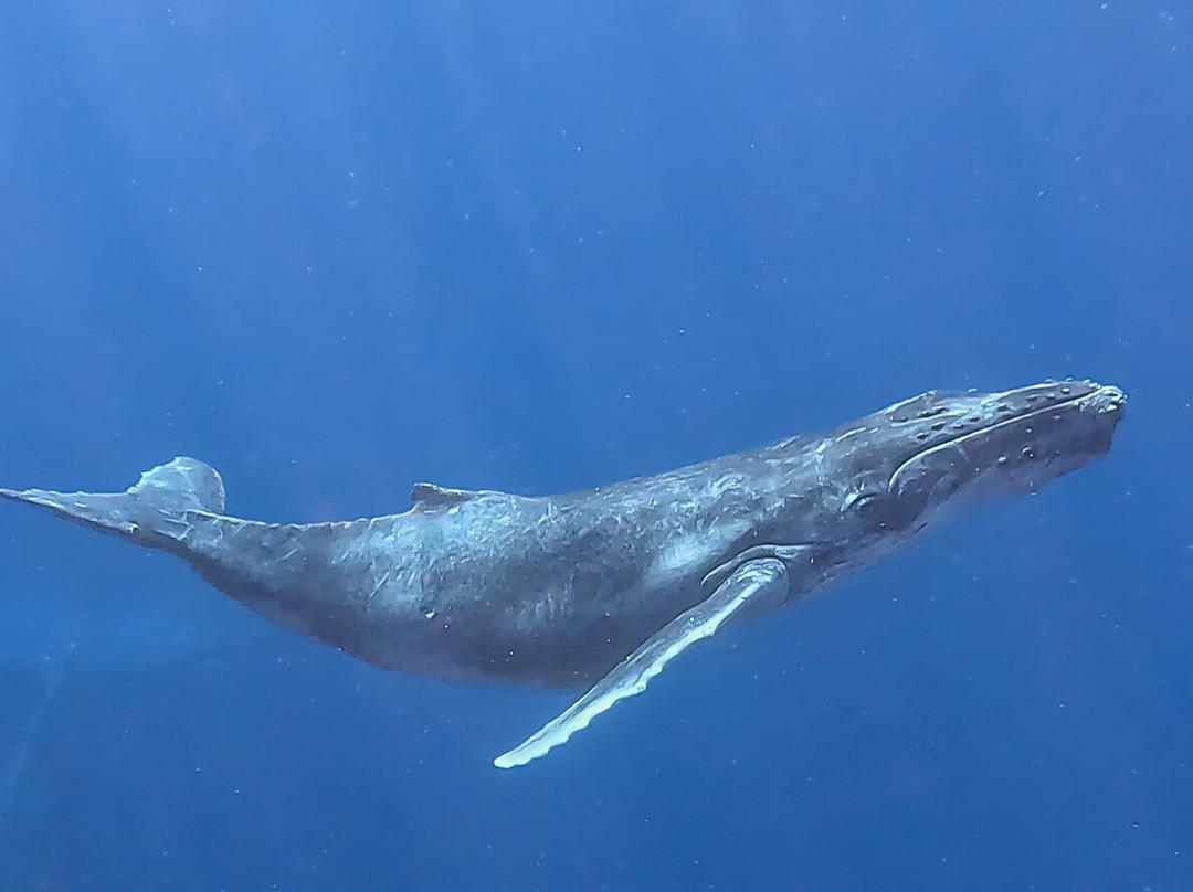 Majestic Whale Encounters-Foa Island必去景点