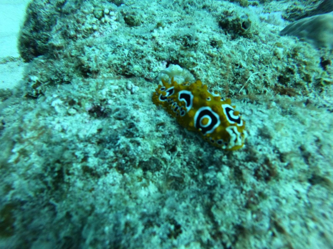 Orca Dive Club - Pereybere-Pereybere必去景点