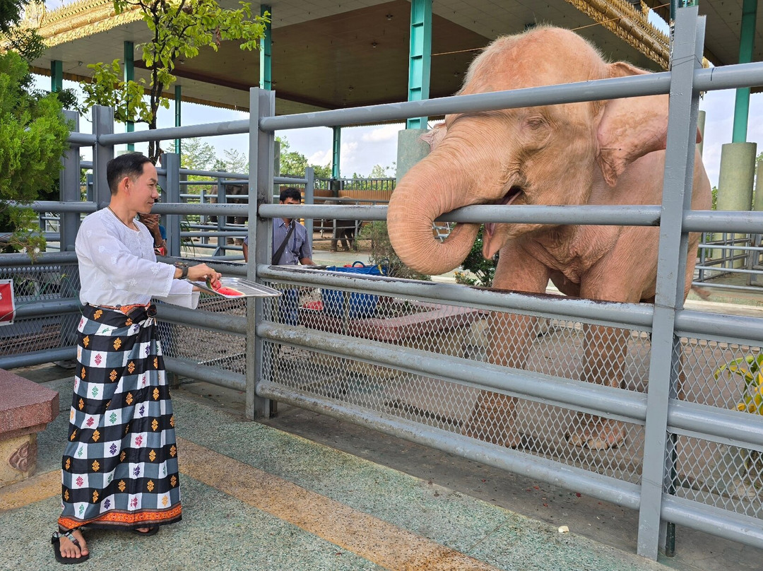 White Elephants - Nay Pyi Taw
