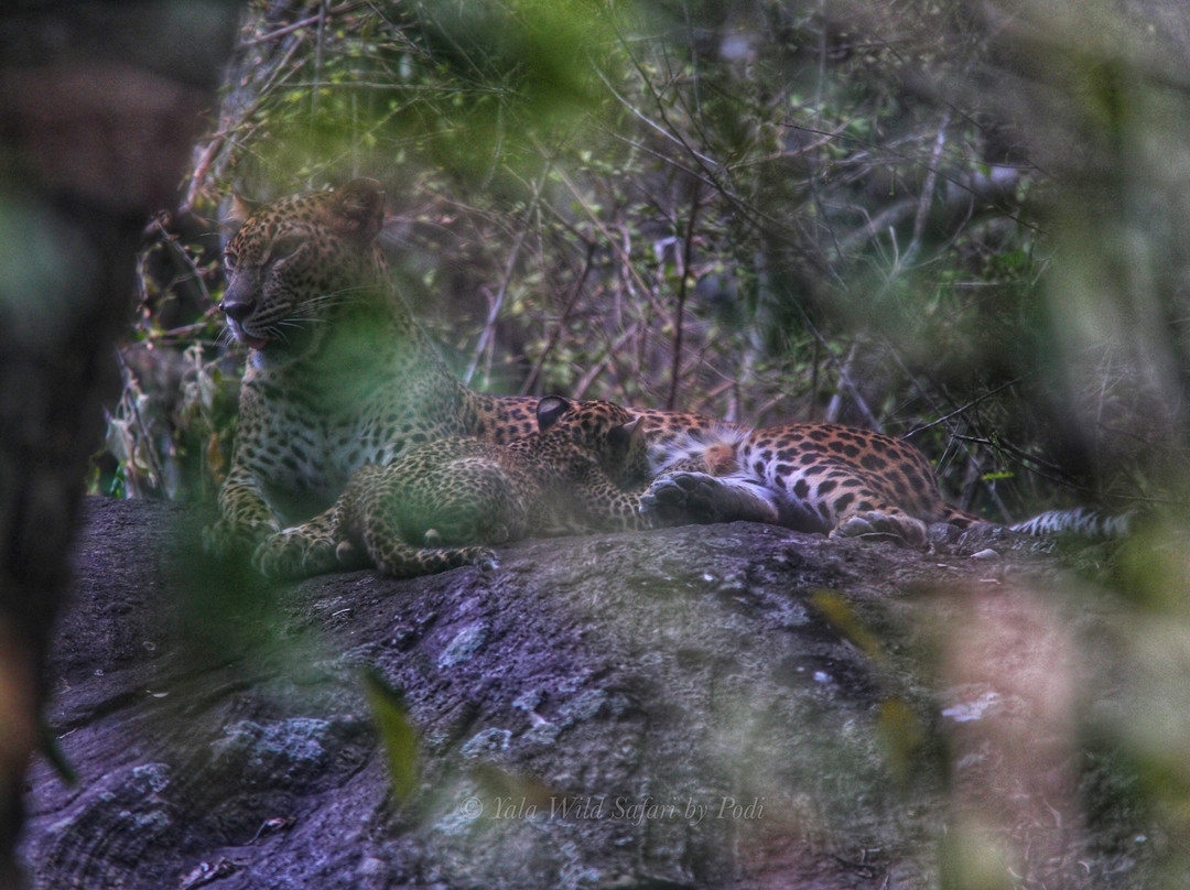 Yala Block 5 & 6 Safari by Podi-Thanamalwila必去景点