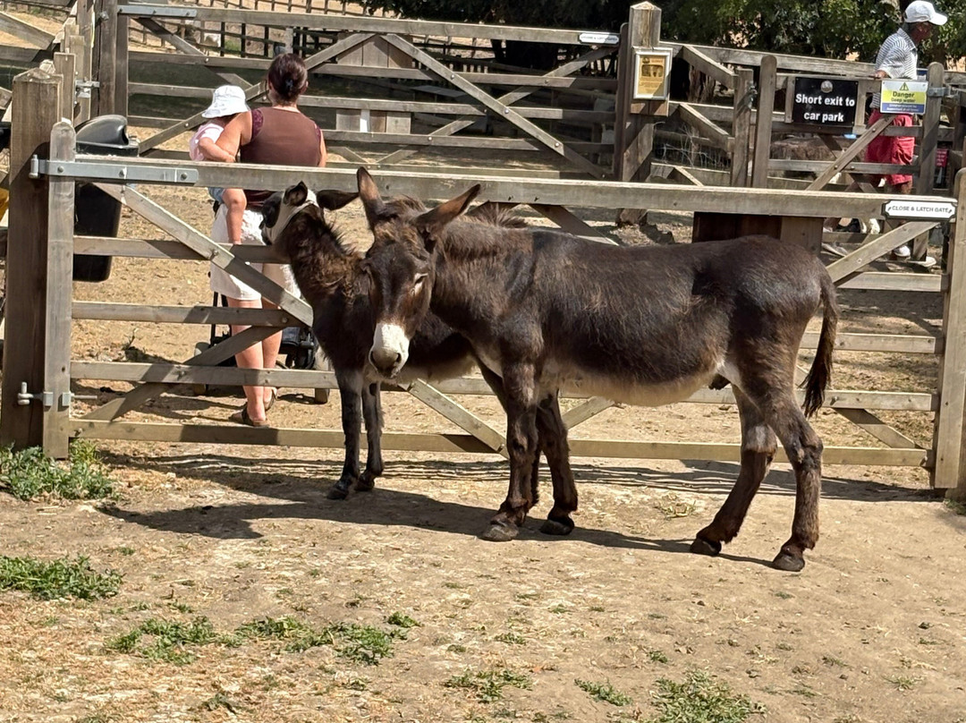 Stantons Farm - Petting Farm-Black Notley必去景点