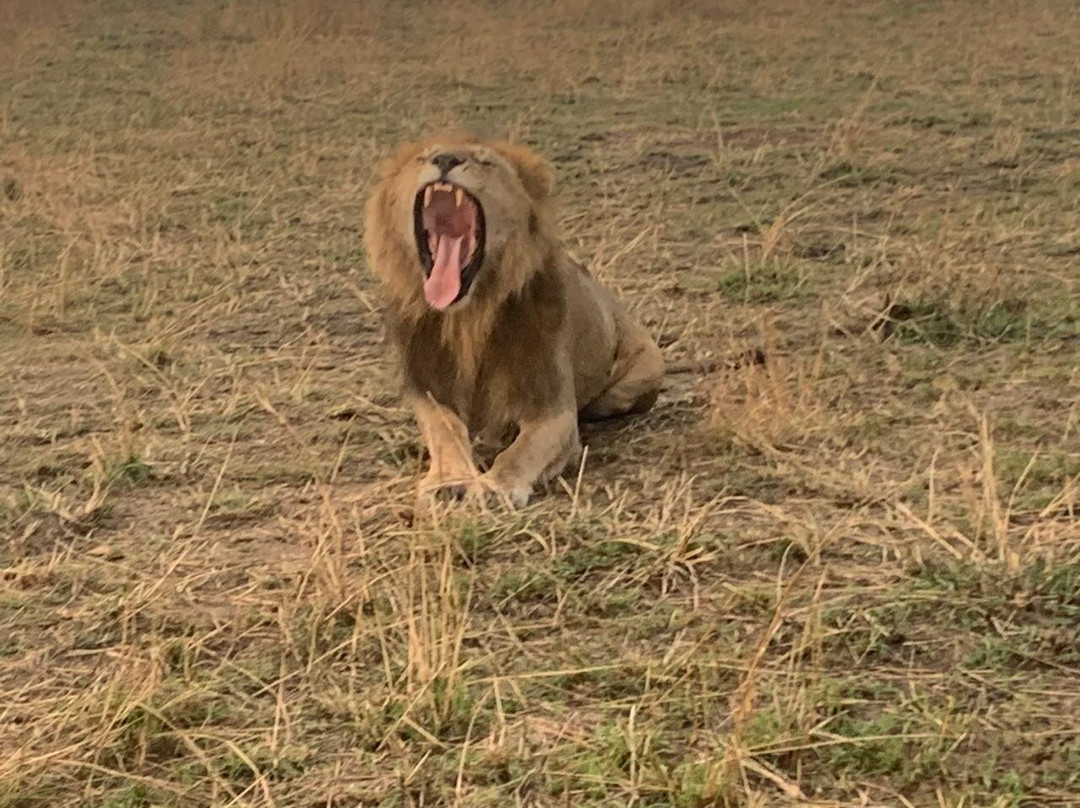 Mekaki Safaris