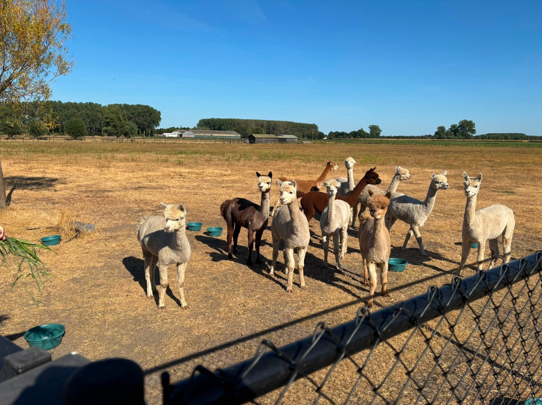 Alpaca World Friesland