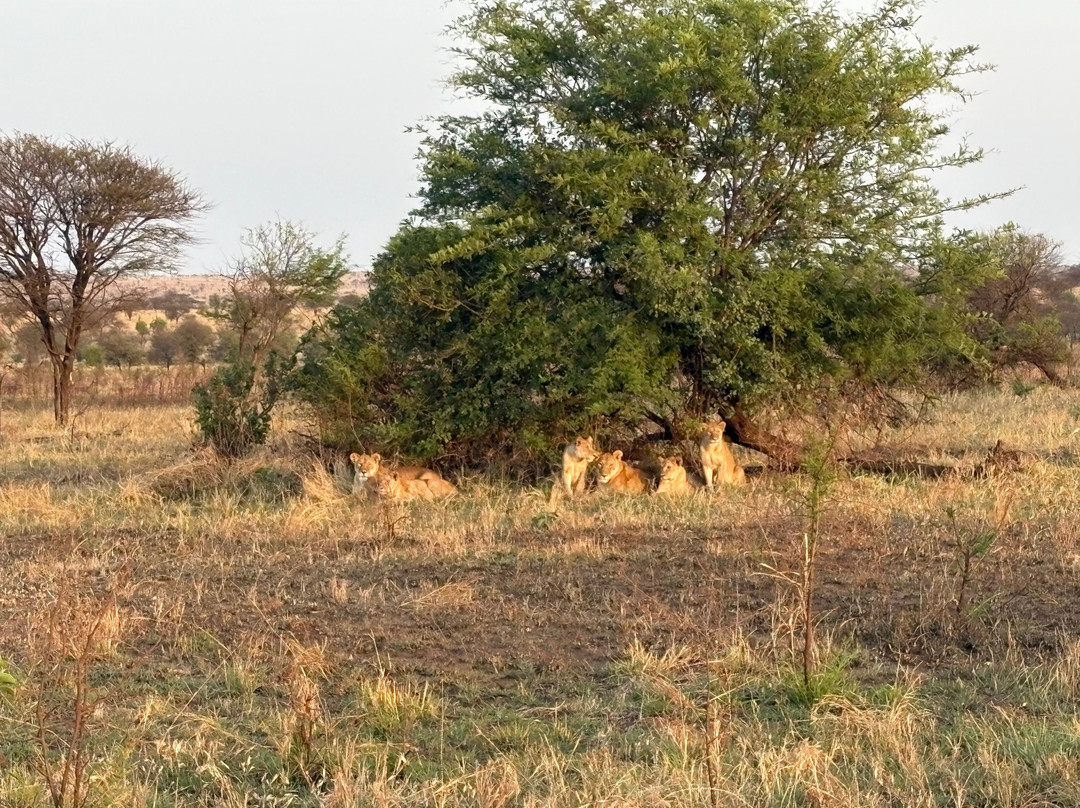 Togoro Plains