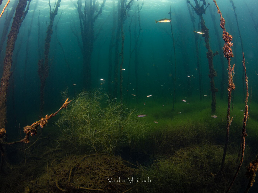 Rummu Diving-塔林必去景点