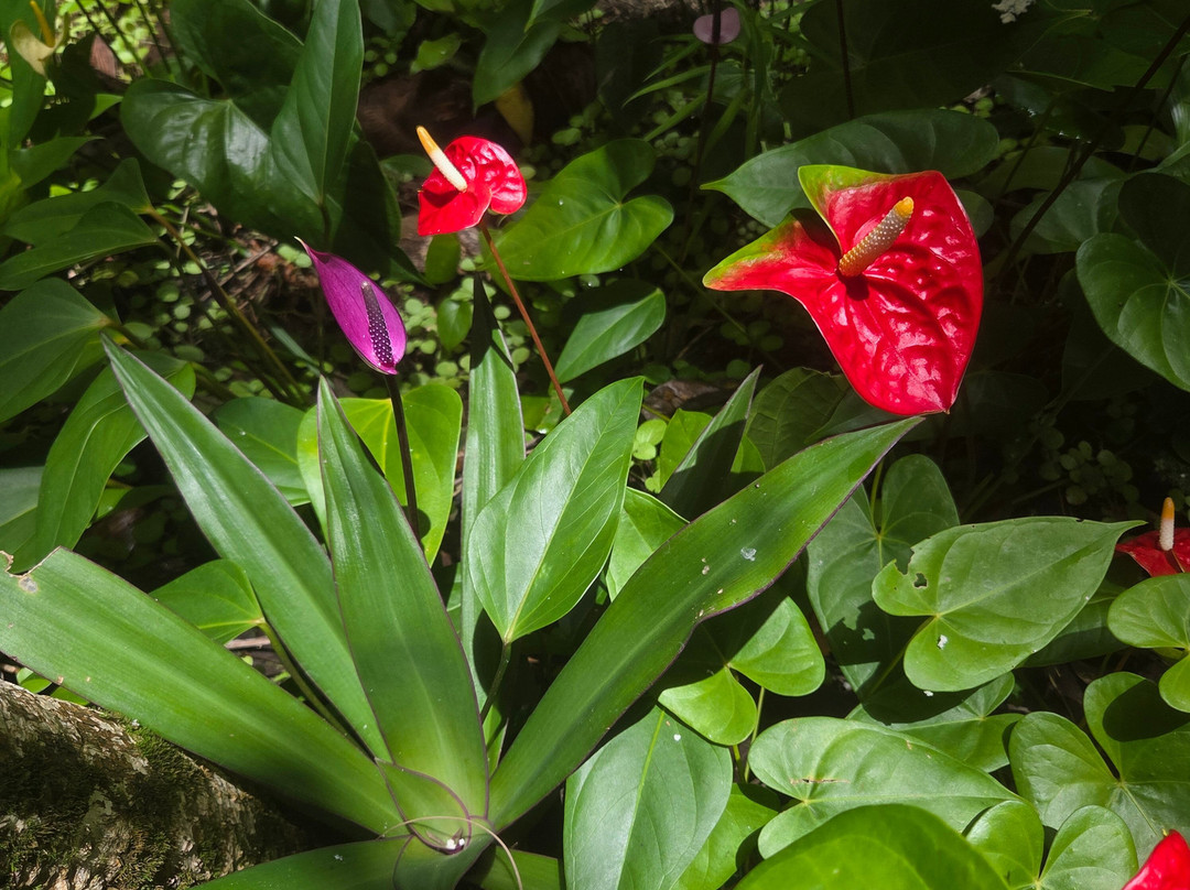 Flower Forest-Saint Thomas Parish必去景点