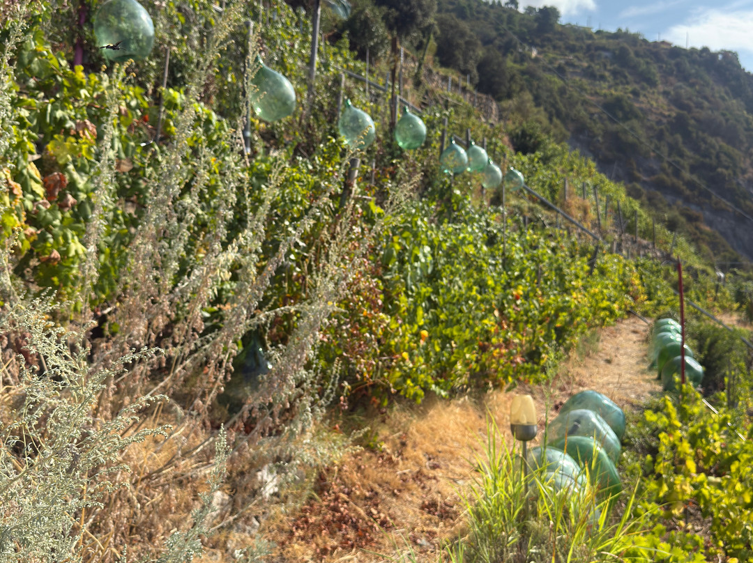 Azienda Agricola Possa-里奥马焦雷必去景点