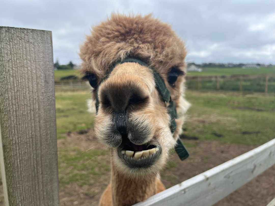 Caithness Animal Farm Park-Lybster必去景点