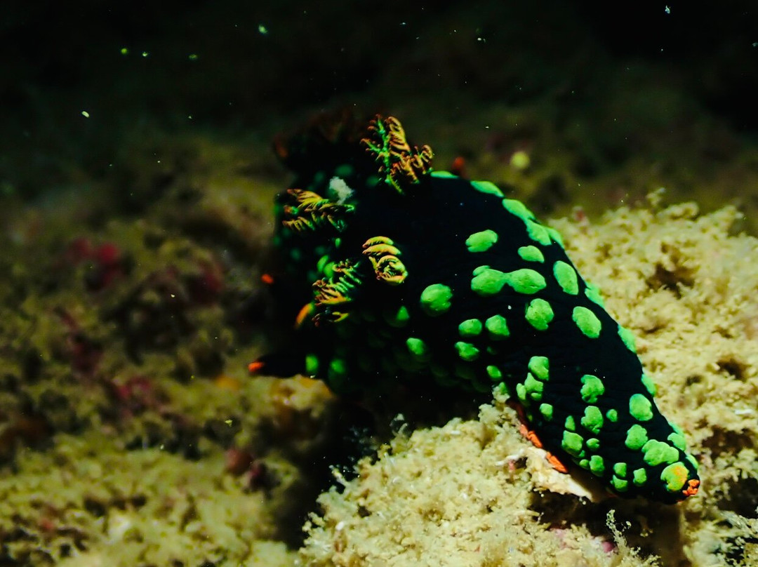 Tioman Dive Centre-德克必去景点