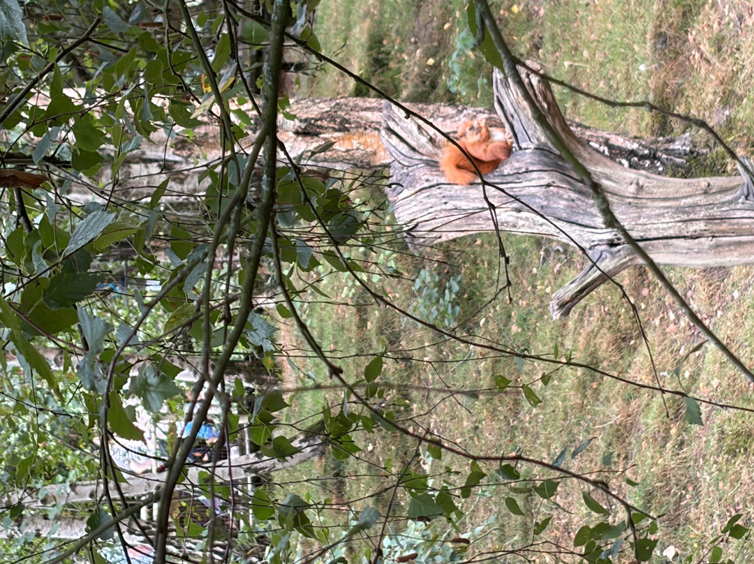 British Wildlife Centre-Lingfield必去景点